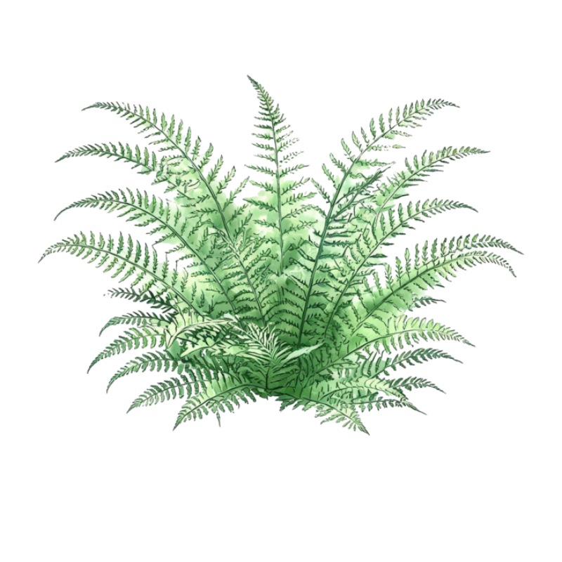 蕨类
